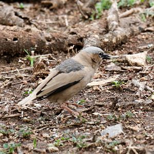 Grey-capped Social Weaver