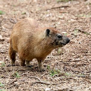 Rock Hyrax