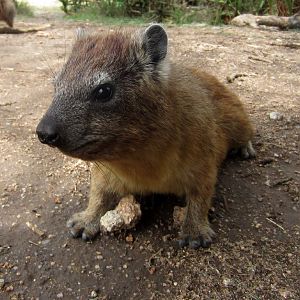 Rock Hyrax