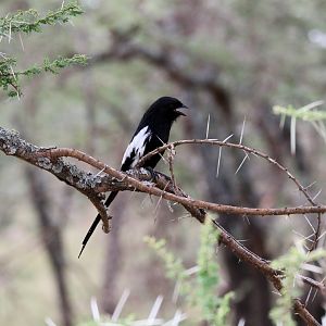 Magpie Shrike