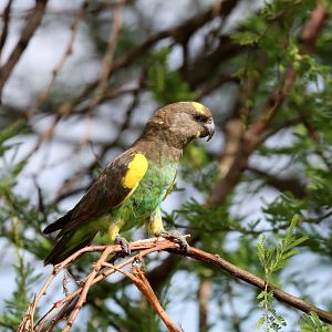 Brown Parrot