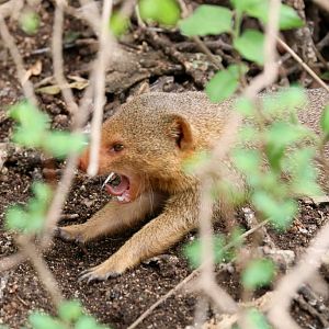 Dwarf Mongoose