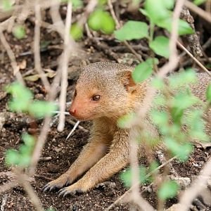 Dwarf Mongoose