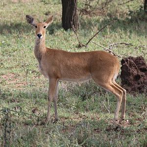 Bohor Reedbuck