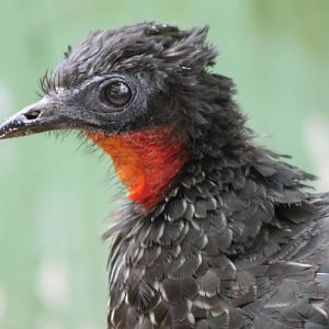 Spix's guan