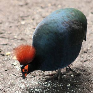 Crested wood partridge