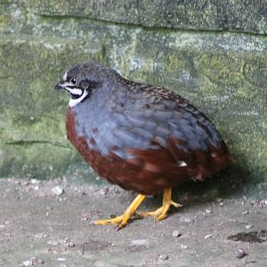 Asian blue quail