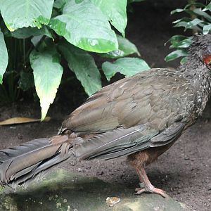 Spix's guan
