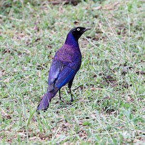 Ruppells Longtailed Starling