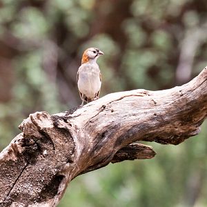Speckle-fronted Weaver