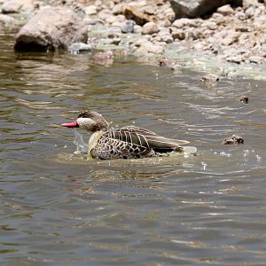 Red-billed Teal