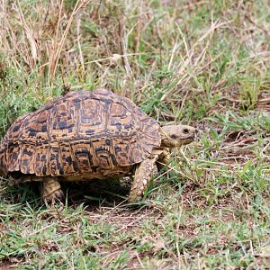 Leopard Tortoise