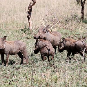 Warthogs