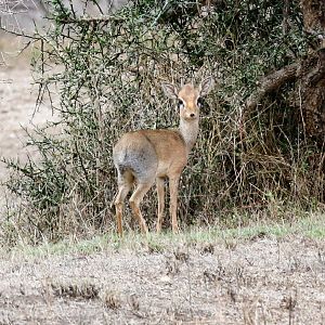 Kirks Dik-dik