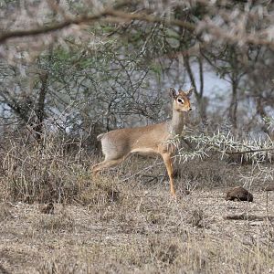 Kirks Dik-dik