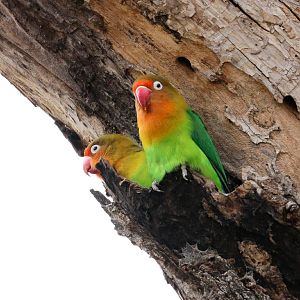 Fischers Lovebird