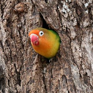 Fischers Lovebird