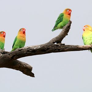 Fischers Lovebird