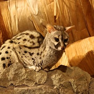 Common Genet