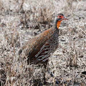 Grey-breasted Spurfowl