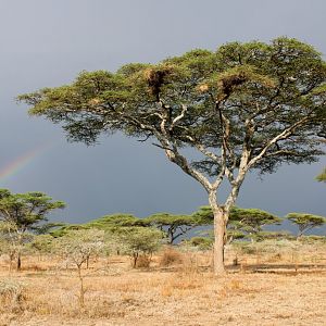 The grounds of the Ndutu Safari Lodge