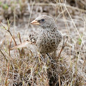 Rufous-tailed Weaver