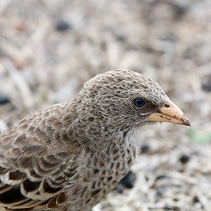 Rufous-tailed Weaver