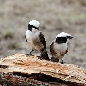 White-crowned Shrikes