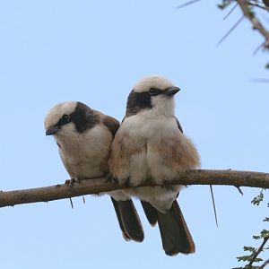 White-crowned Shrikes