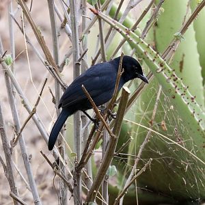 Slaty-coloured Boubou