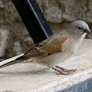 Swahili Sparrow