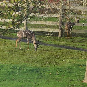 1.1 Lesser Kudu from monorail