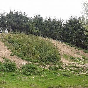 Enclosure Alpine ibex