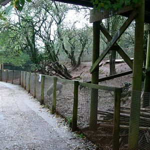 Babirusa Exhibit at South Lakes, 11/10/14