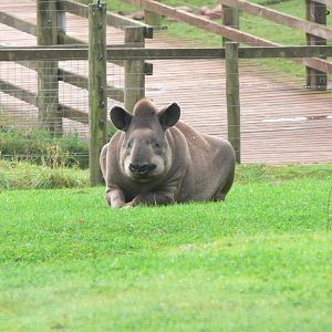 Brazilian Tapir at South Lakes, 11/10/14