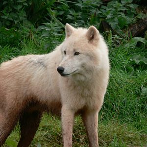 (hybrid) Arctic Wolf at South Lakes, 11/10/14