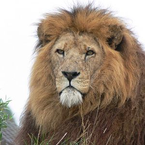 African Lion at South Lakes, 11/10/14