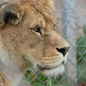 African Lioness at South Lakes, 11/10/14