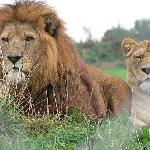 African Lions at South Lakes, 11/10/14