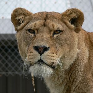 African Lioness at South Lakes, 11/10/14