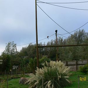 Spider Monkey Exhibit at South Lakes, 11/10/14