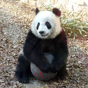 Baby panda