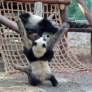 Baby pandas playing