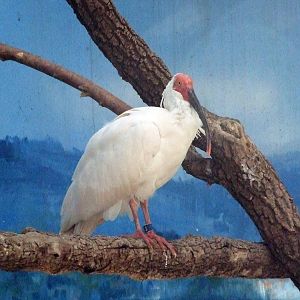 Crested ibis
