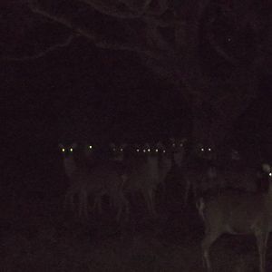 Formosan Sika Deer, 22nd November 2014