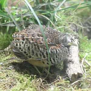 Barred button quail