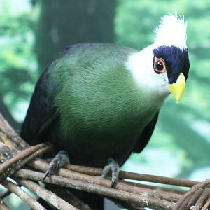 White-crested touraco
