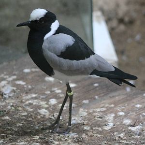 Blacksmith plover
