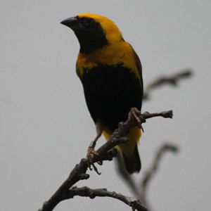 Yellow-crowned bishop