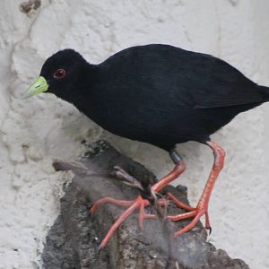 Black crake